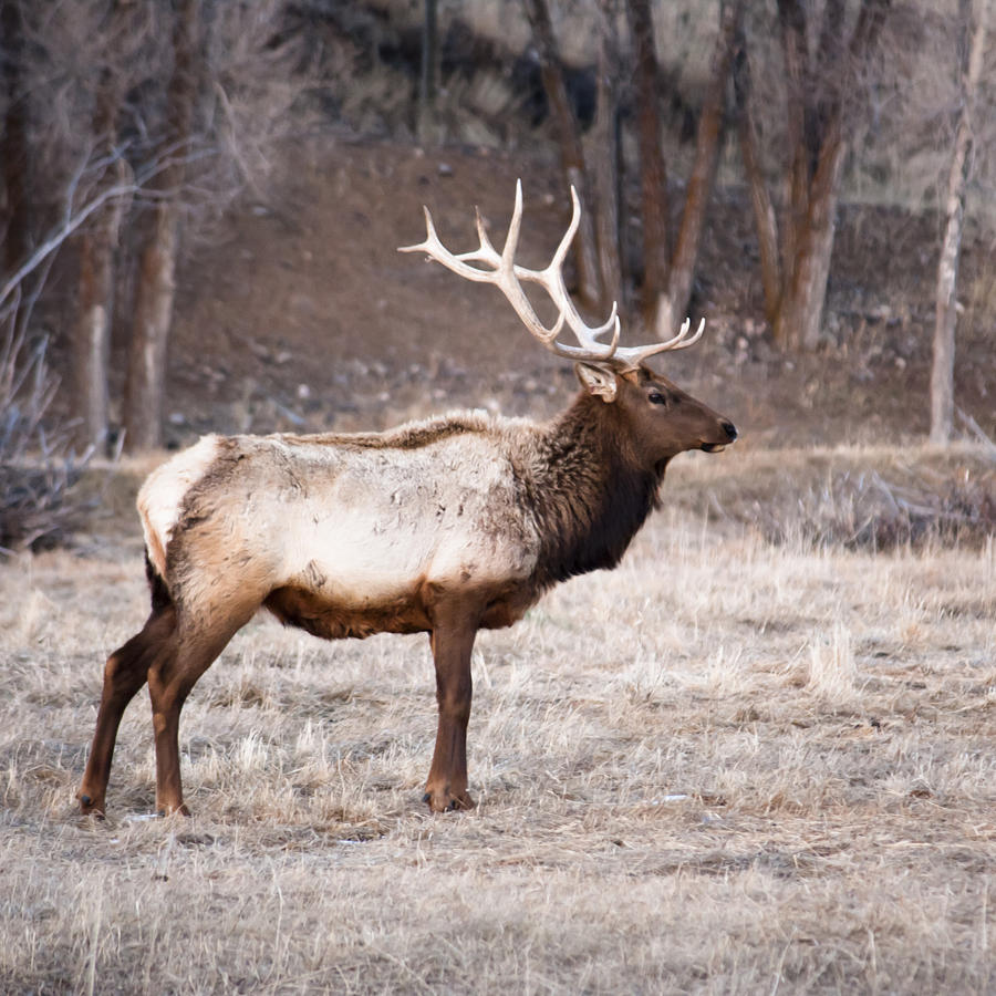 Bull Elk Photograph by Richard Malin - Fine Art America