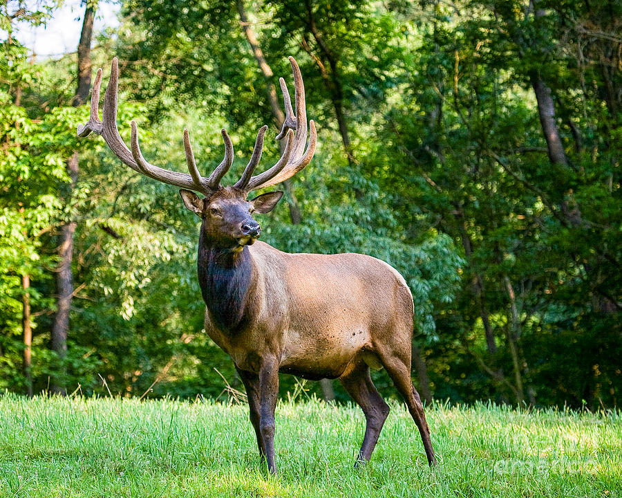 Bull Elk Photograph by Ronald Lutz