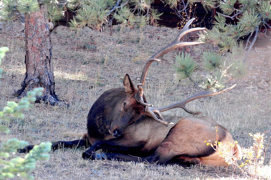 Bull Elk - Sleeping on his own Shoulder Photograph by Marilyn Burton