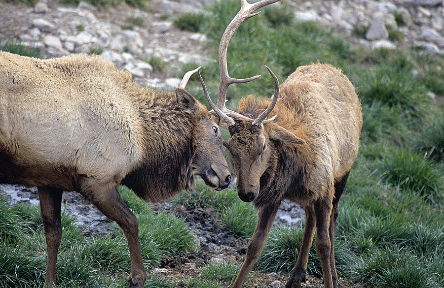 Bull Elk Sparring II Photograph