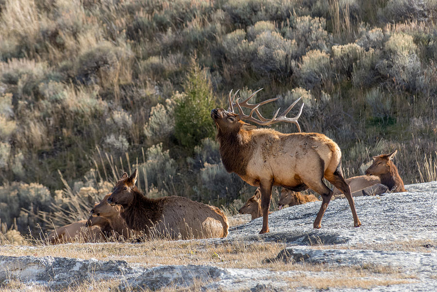 Bull Elk Staking His Claim During Rut Photograph by Yeates Photography