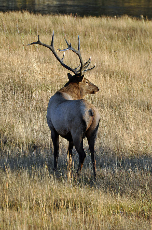 Bull Elk Surveying His Harem Photograph by Bruce Gourley