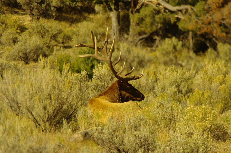 Bull Elk Taking A Break Photograph