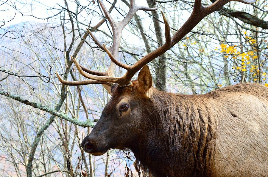 Bull Elk Photograph by Walt Sterneman