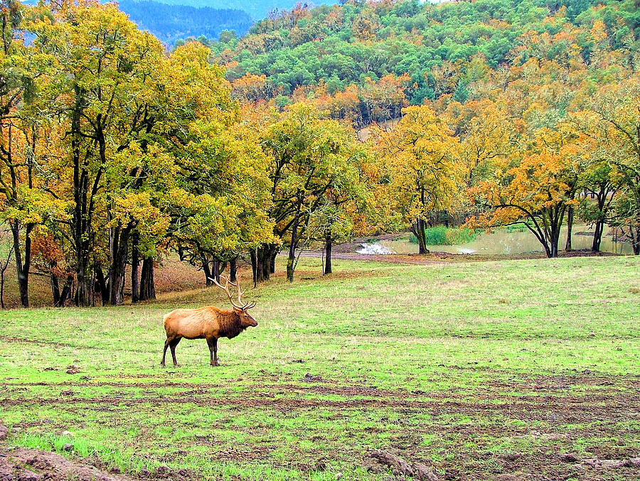 Bull Elk Photograph by Wendy McKennon