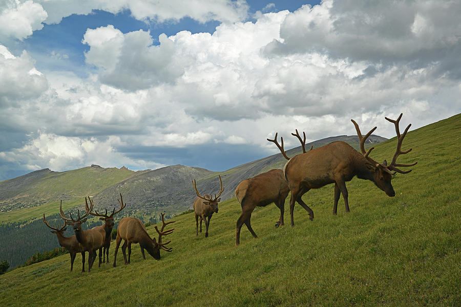 Bull Elk Photograph by William D. Bowman