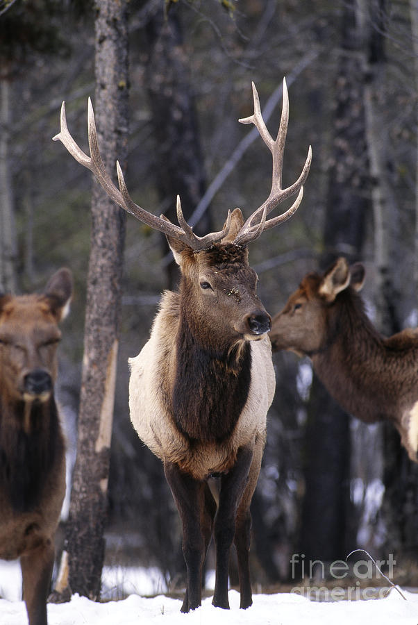Bull Elk Photograph by William H. Mullins