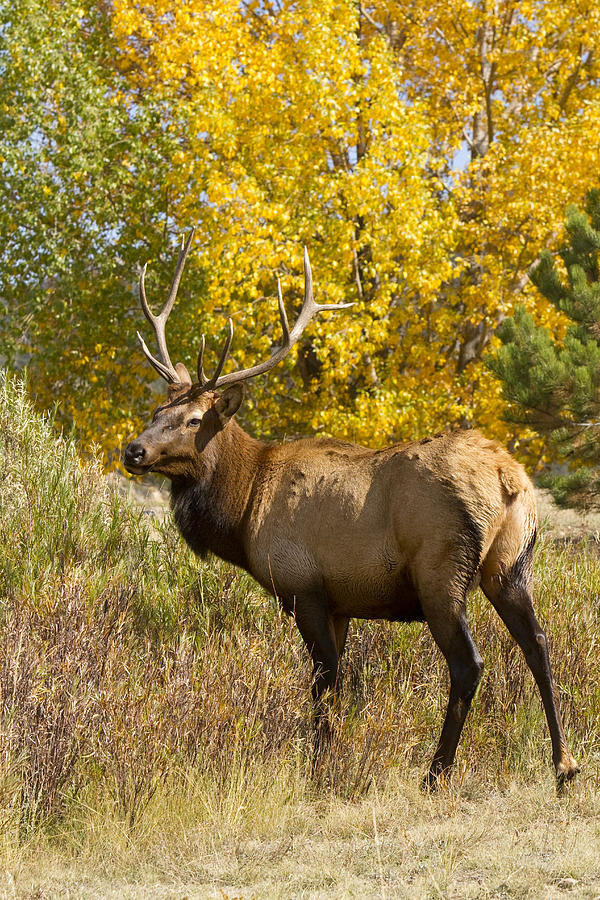 Bull Elk with Autumn Colors Photograph by James BO Insogna