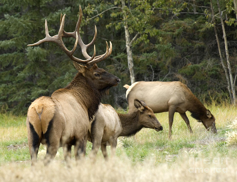 Bull Elk With His Harem Photograph by Bob Christopher