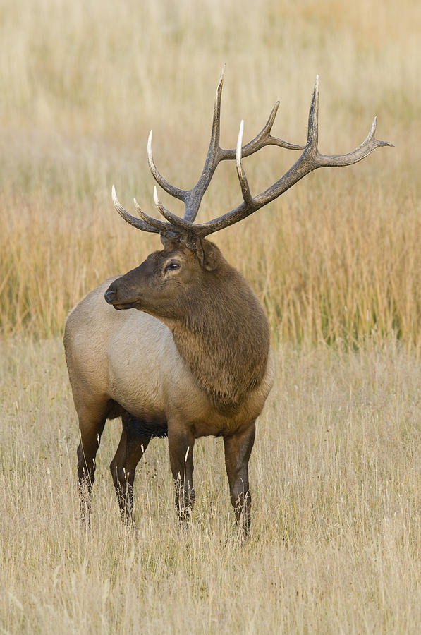 Bull Elk Yellowstone Wyoming Photograph by Steve Gettle