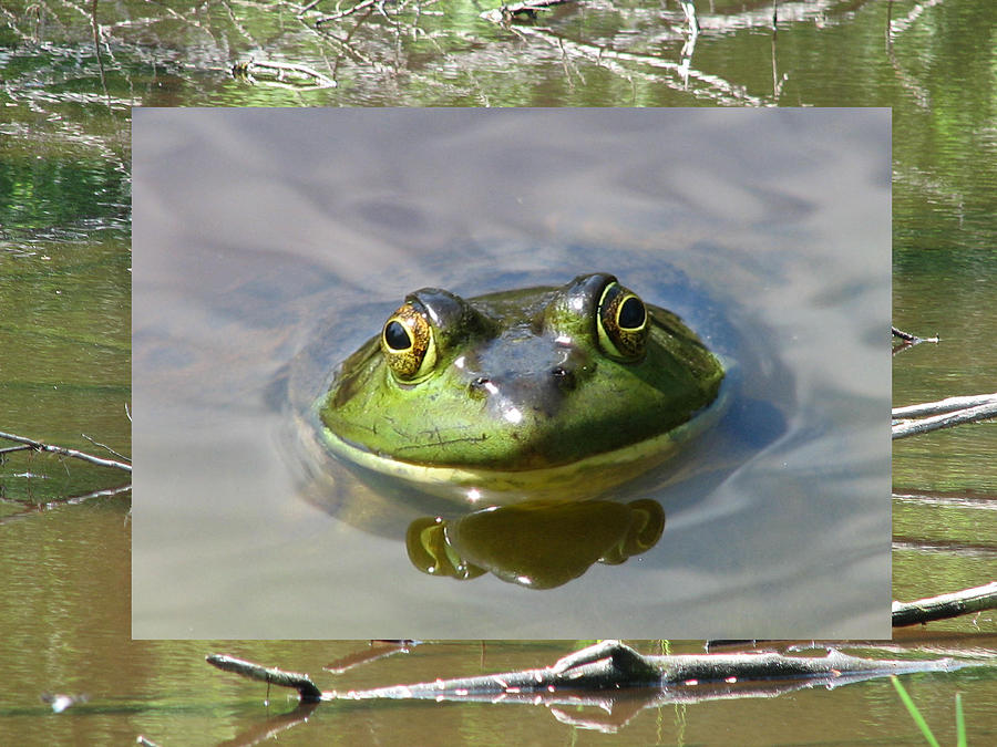 Bull Frog and Pond Photograph by Natalie Rotman Cote