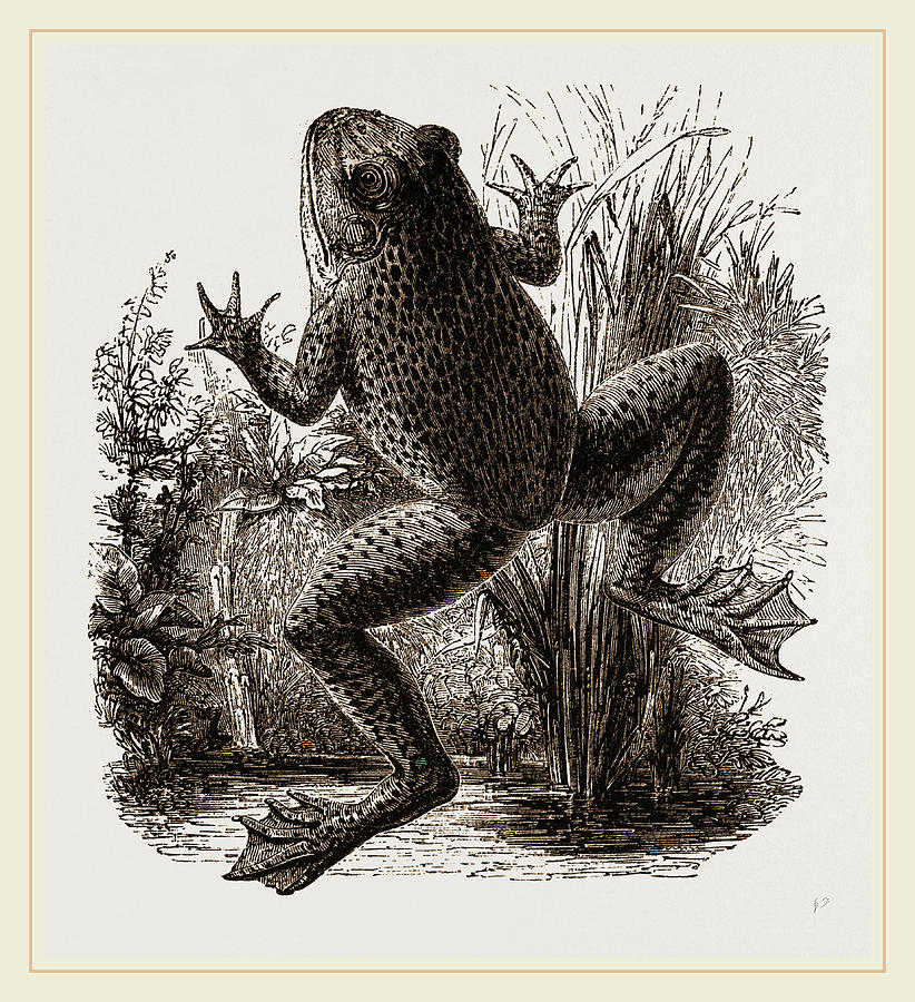 Bullfrog Drawing by Litz Collection Fine Art America