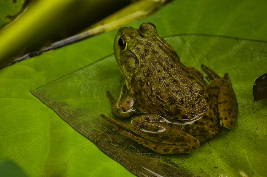 bull frog on a Lilly pad Photograph by Flees Photos
