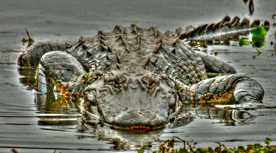 Bull Gator On Watch Photograph by Myrna Bradshaw