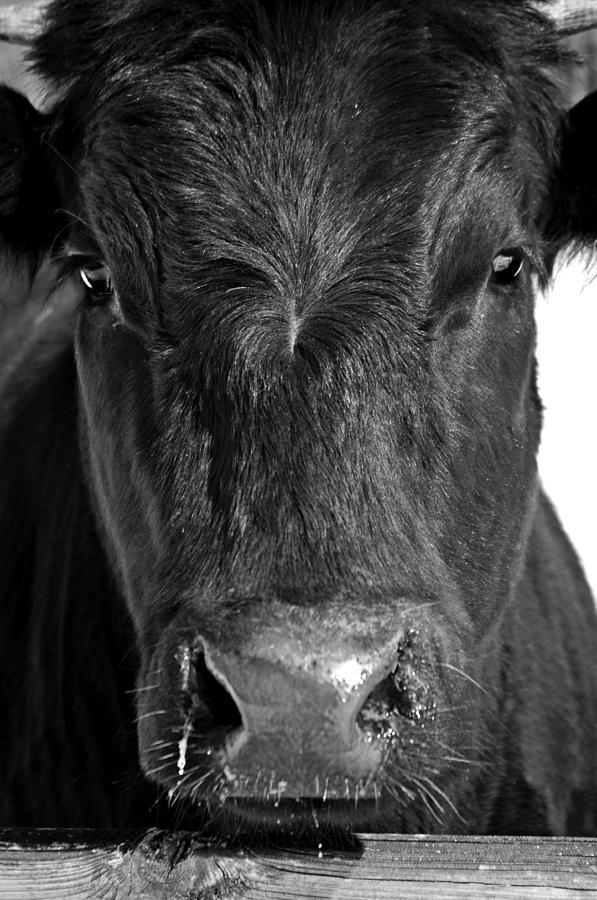 Bull Head Photograph by Stephanie Calhoun - Fine Art America