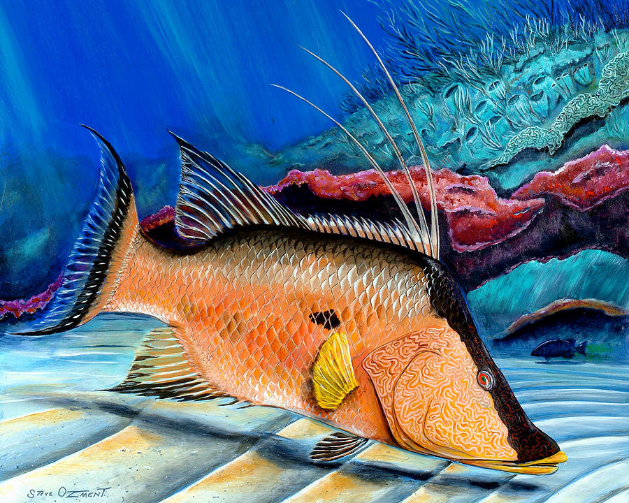Bull Hogfish Painting by Steve Ozment