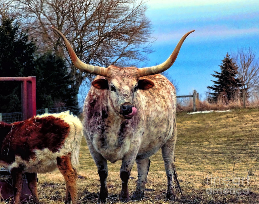 Bull Horns Digital Art by Gena Weiser