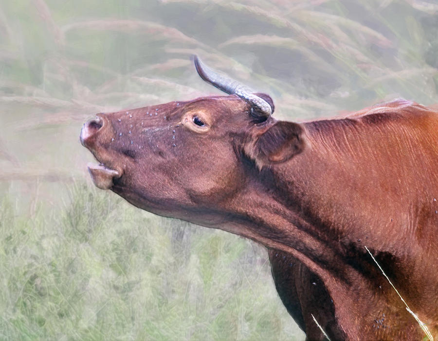 Cow Photograph - Bull I Am by Hal Halli