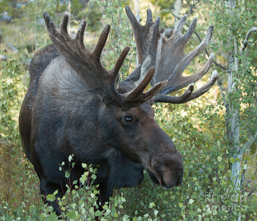 Bull in the Aspen Photograph by Russell Smith - Fine Art America