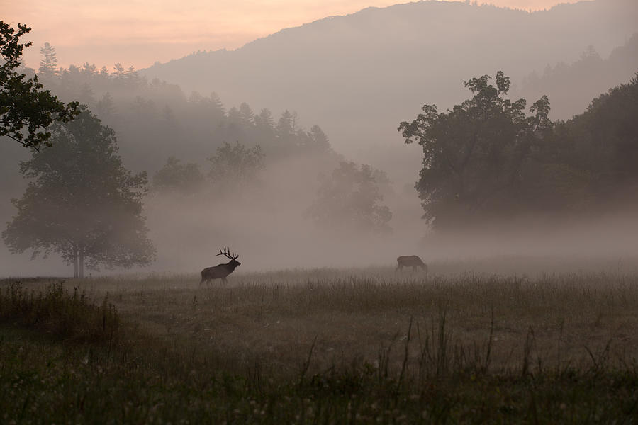 Misty Morning Elk Photograph by Doug McPherson
