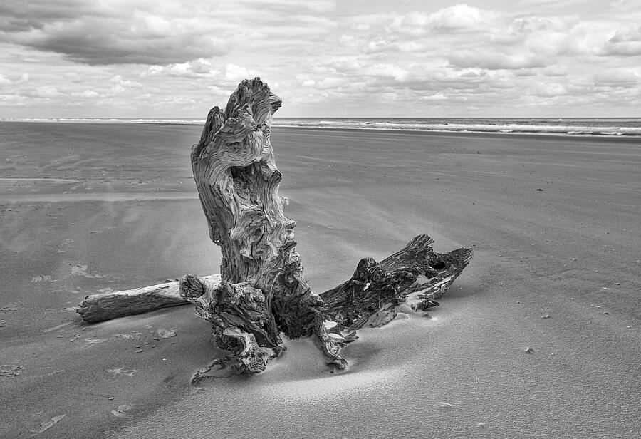 Bull Island Photograph by Marcia Colelli - Fine Art America