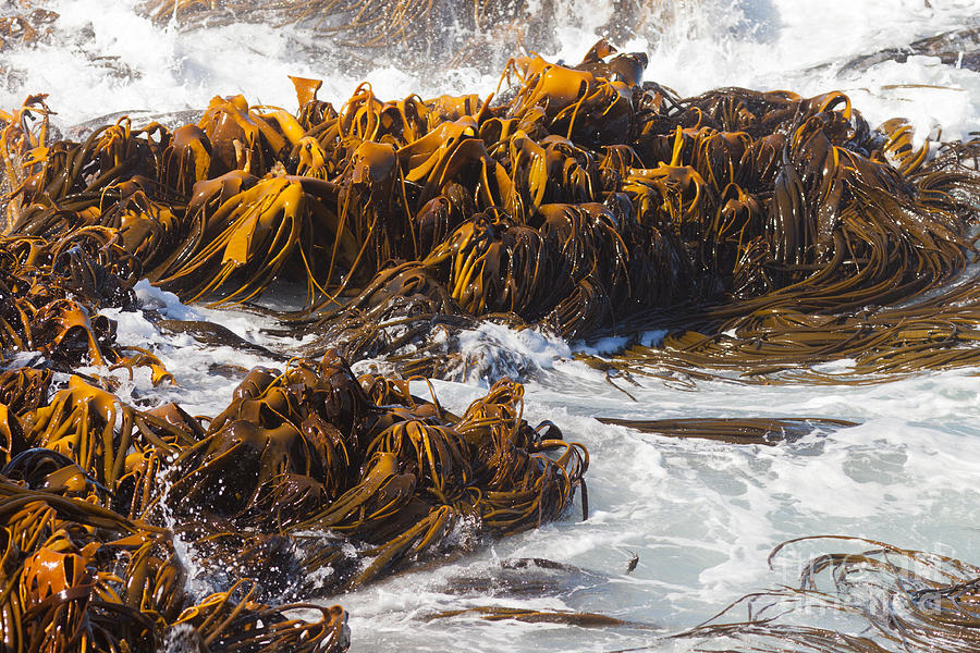 Bull Kelp Durvillaea Antarctica blades in surf Photograph by Stephan ...