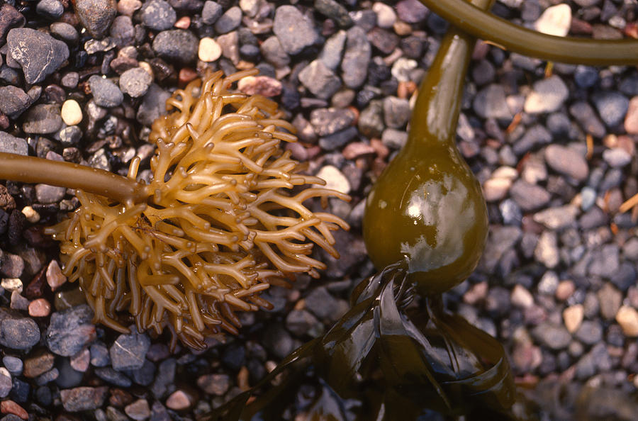 Bull Kelp Photograph by Nancy Sefton