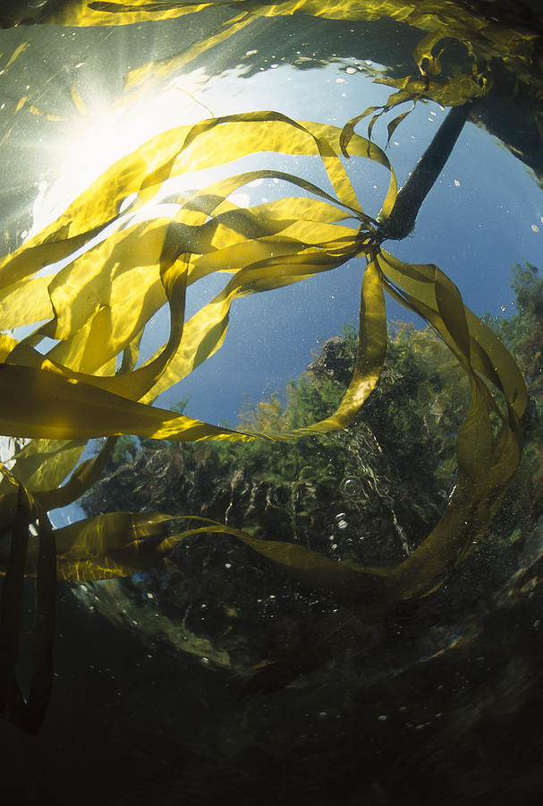 Bull Kelp Nereocystis Luetkeana Photograph by Flip  Nicklin
