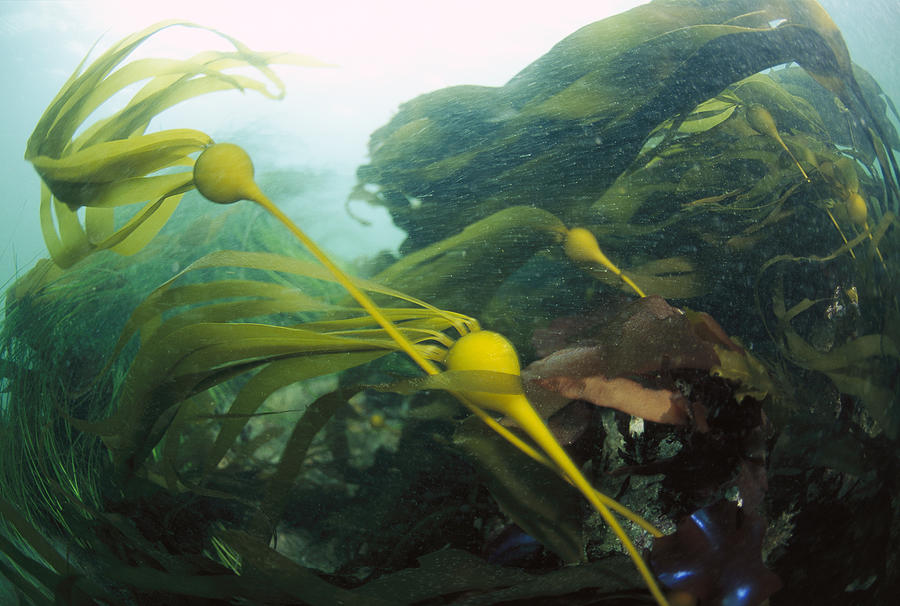 Bull Kelp Waving in the Current Photograph by Flip  Nicklin