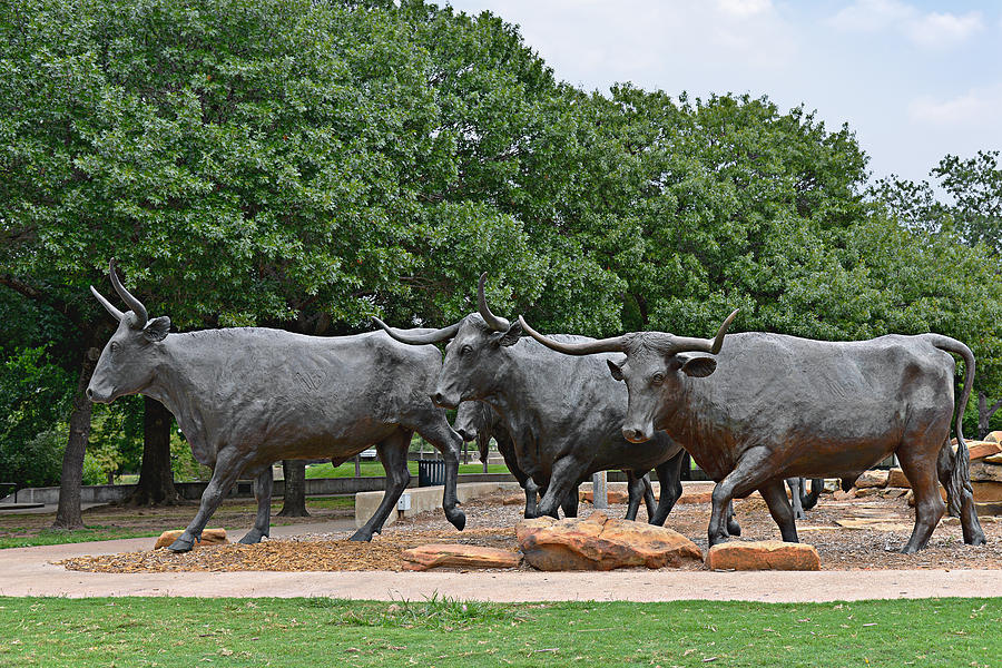 Waco Photograph - Bull Market by Alexandra Till