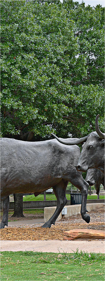 Bull Market Quadriptych 2 of 4 Photograph by Alexandra Till