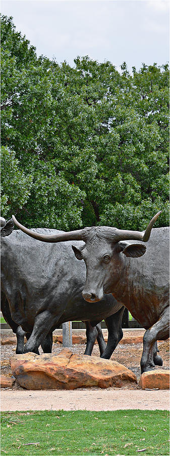 Waco Photograph - Bull Market Quadriptych 3 of 4 by Alexandra Till