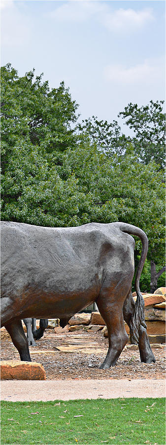 Bull Market Quadriptych 4 of 4 Photograph by Alexandra Till