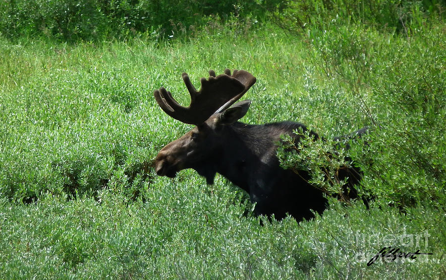 Deer Photograph - Bull Moose 1 by Bon and Jim Fillpot