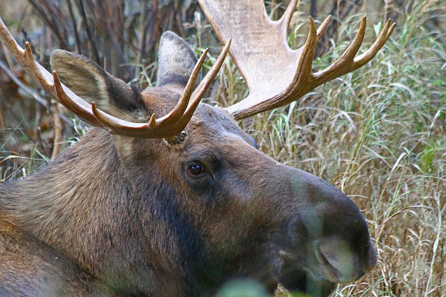 Bull Moose 1 Photograph by Jon Emery