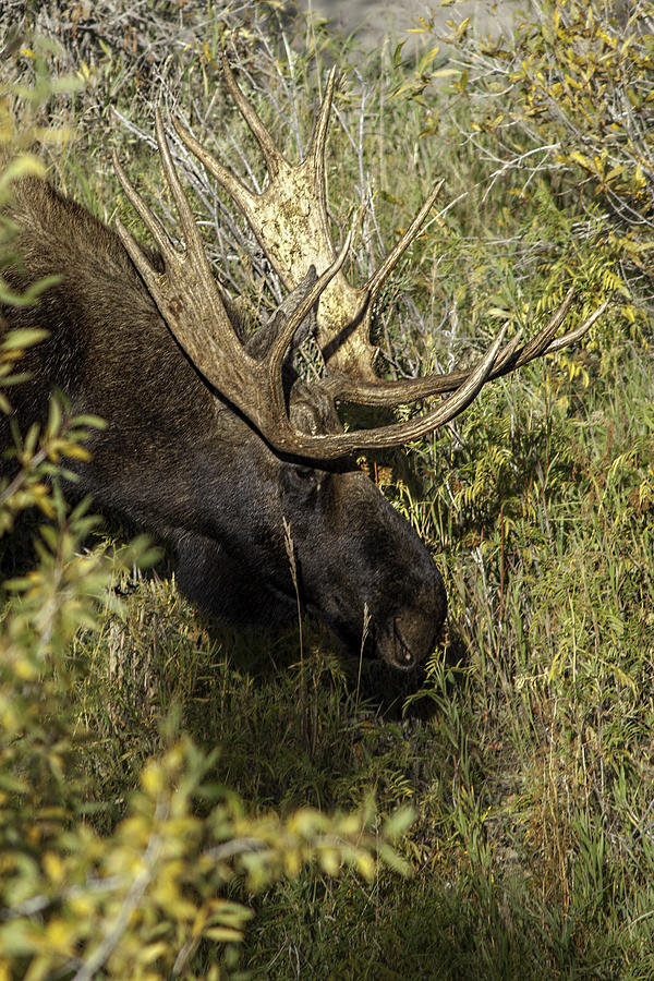 Bull Moose 1 Photograph by Mark Harrington