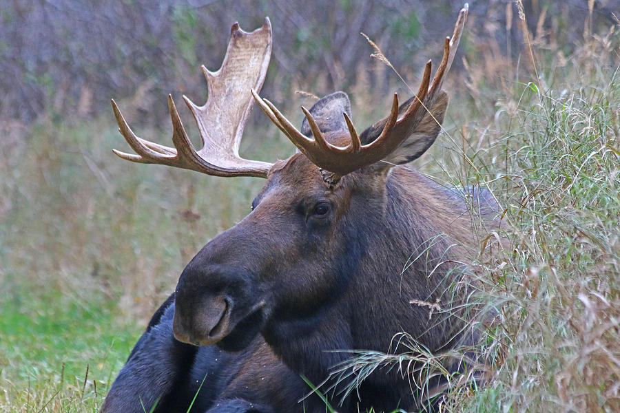 Bull Moose 2 Photograph by Jon Emery