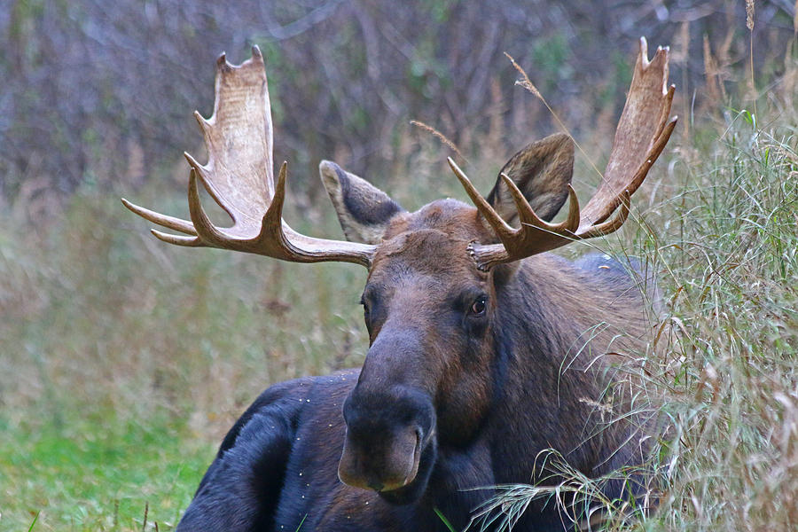 Bull Moose 3 Photograph by Jon Emery