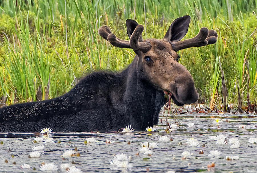 Bull Moose #3 Photograph by Wade Aiken