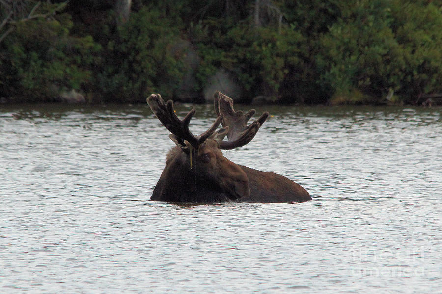 Moose Photograph - Bull Moose - 3587 by Joseph Marquis