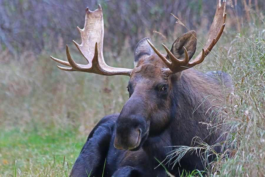 Bull Moose 4 Photograph by Jon Emery