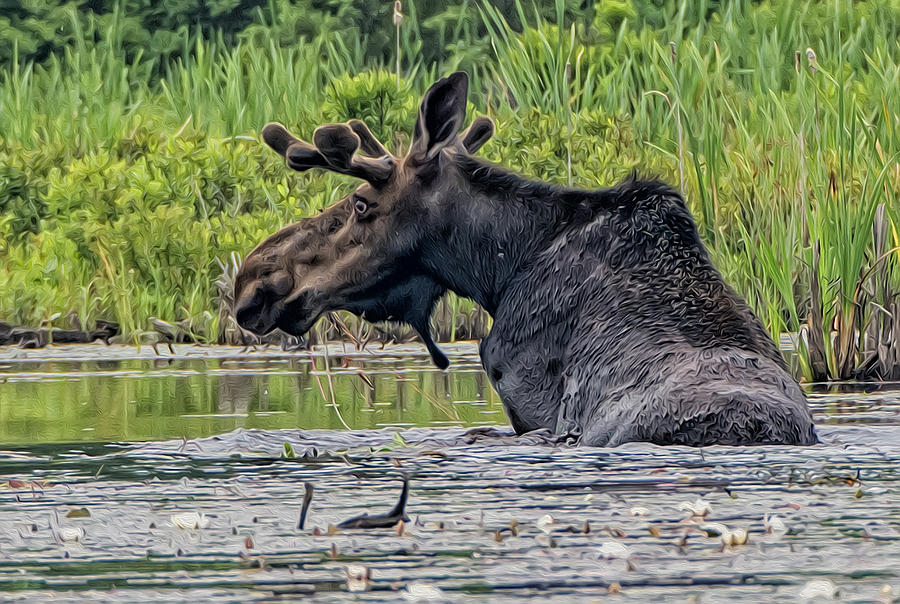 Bull Moose #4 Photograph by Wade Aiken