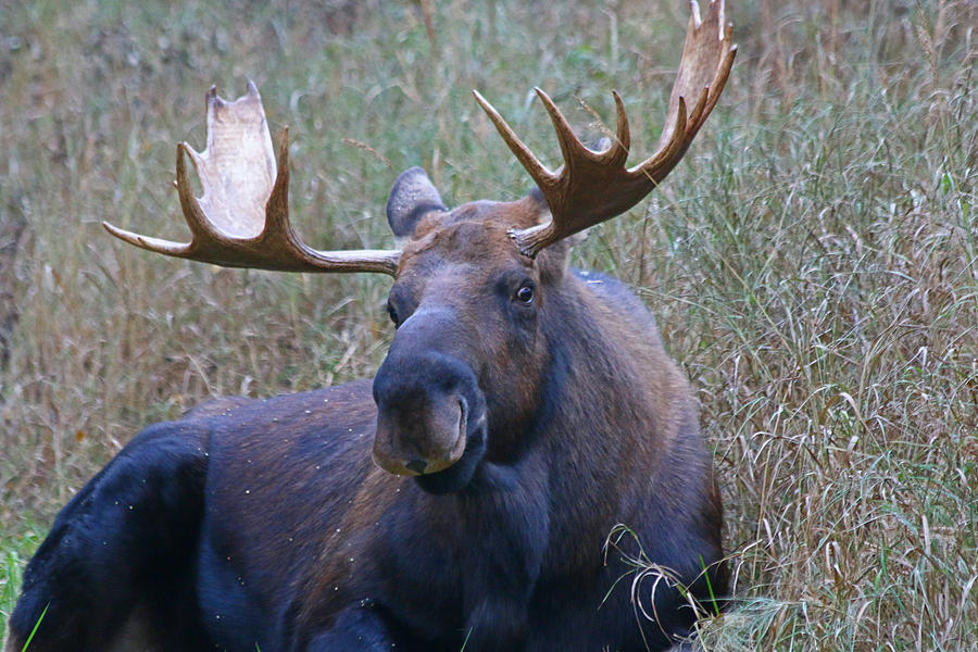 Bull Moose 5 Photograph by Jon Emery
