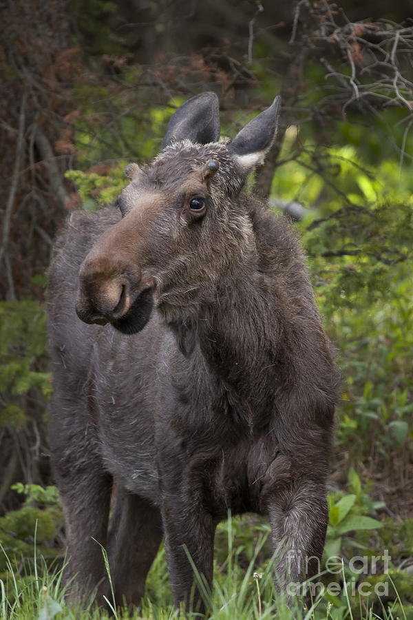 Bull Moose   #5654 Photograph