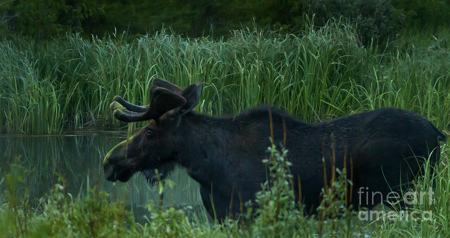 Bull Moose   #5701 Photograph