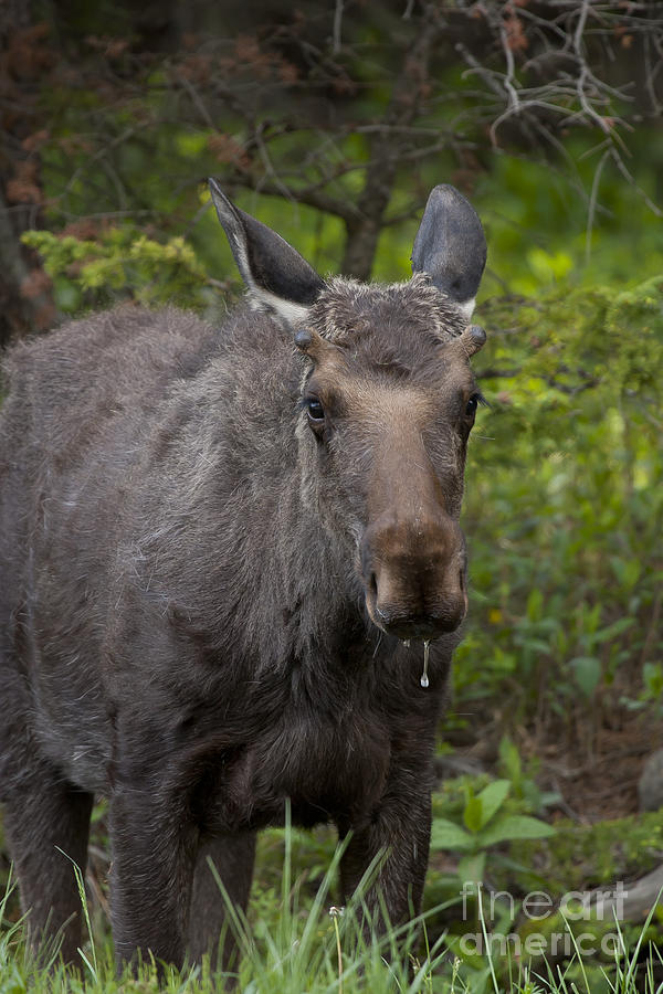 Bull Moose   #5712 Photograph