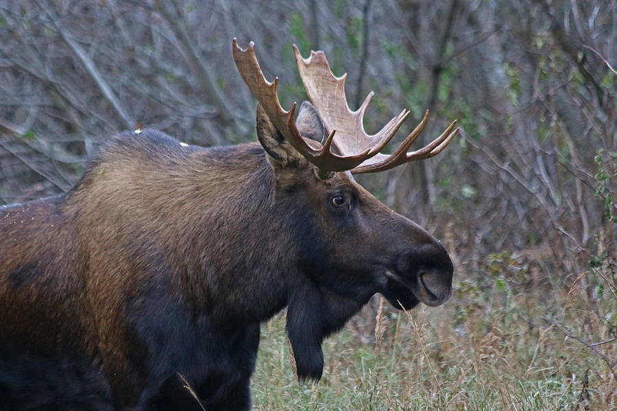 Bull Moose 6 Photograph by Jon Emery