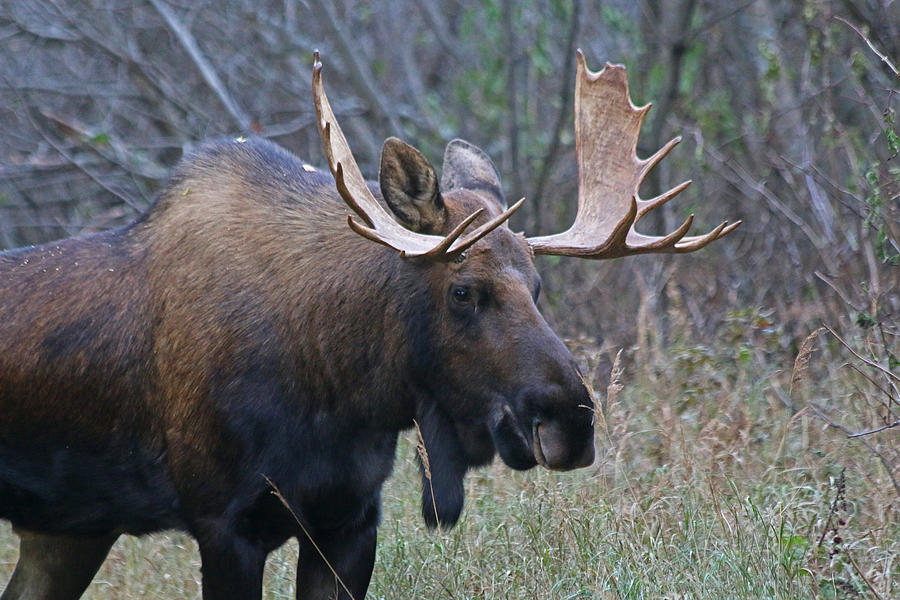 Bull Moose 7 Photograph by Jon Emery