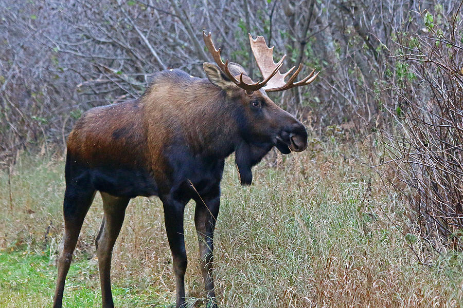 Bull Moose 8 Photograph by Jon Emery