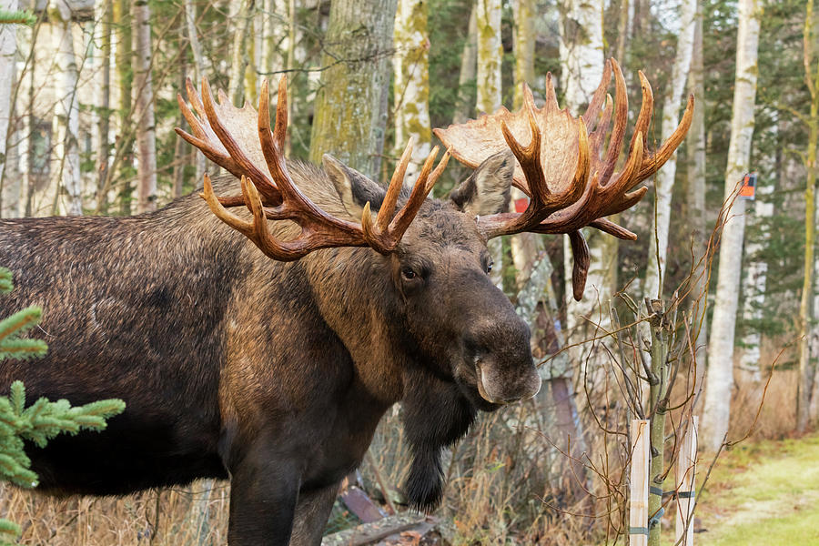 Bull Moose  Alces Alces , Rutting Photograph by Doug Lindstrand